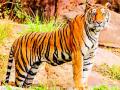 पांढरकवडा तालुक्यात अद्याप वाघाची दहशत - Marathi News | Tiger terror in Pandharkavada taluka | Latest yavatmal News at Lokmat.com