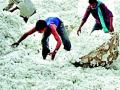 कापूस खरेदीत शेतकºयांची लूट - Marathi News |  Looters of farmers buying cotton | Latest nagpur News at Lokmat.com