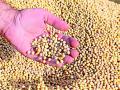 सोयाबीन बियाणे वितरकांच्या गोदामांची तपासणी - Marathi News | Inspection of soybean seed distributors' warehouses | Latest yavatmal News at Lokmat.com