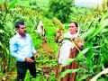 ज्वारीवर लष्करी अळींचा हल्ला - Marathi News | Military larvae attack sorghum | Latest yavatmal News at Lokmat.com