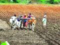 दमदार पावसाने पेरणी सुरू - Marathi News | Heavy rains start sowing | Latest yavatmal News at Lokmat.com