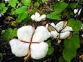 कापसाचाच पेरा सर्वाधिक - Marathi News | Cottonseed Para Most | Latest yavatmal News at Lokmat.com