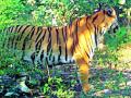 टिपेश्वर अभयारण्यात पट्टेदार वाघाचे आठ बछडे - Marathi News | Eight calves of Leader Tiger in Tippswar Wildlife Sanctuary | Latest yavatmal News at Lokmat.com