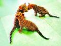 गोरेवाडातील ‘त्या’ बिबटाच्या तीन पिलांना मिळाले दत्तक पालक - Marathi News | Three cubs of 'that' leopard from Gorewada got adopted parents | Latest nagpur News at Lokmat.com