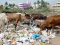 पत्रावळींमुळे पशुधनाला धोका - Marathi News | Plastic plates injurious for cows | Latest vardha News at Lokmat.com