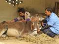 पशुवैद्यकीय रुग्णालयाचे काम वेळेत पूर्ण करण्याच्या सूचना - Marathi News | Instructions to complete the work of Veterinary Hospital in time | Latest navi-mumbai News at Lokmat.com