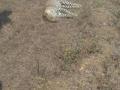 भंडारा जिल्ह्यात बिबट मृतावस्थेत आढळला - Marathi News | Leopard was found dead in Bhandara district | Latest bhandara News at Lokmat.com