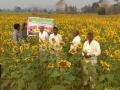 गडचिरोलीत पारंपरिक शेतीला फाटा देत पिकवले सुर्यफूल - Marathi News | Sunflower cultivated instead of traditional farming in Gadchiroli | Latest gadchiroli News at Lokmat.com