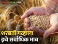 Wheat Market: शरबती गव्हाला या बाजारसमितीत सर्वाधिक बाजारभाव, उर्वरित ठिकाणी काय स्थिती? - Marathi News | | Latest agriculture News at Lokmat.com