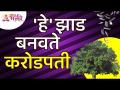 कोणते झाड करोडपती बनवते? Which tree makes a millionaire? Benefits of Rui Tree | Ruiche Zaad - Marathi News | Which tree makes a millionaire? Which tree makes a millionaire? Benefits of Rui Tree | Ruiche Zaad | Latest bhakti Videos at Lokmat.com