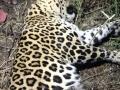 अज्ञात वाहनच्या धडकेत बिबट्या ठार - Marathi News | Leopard killed in unidentified vehicle collision | Latest akola News at Lokmat.com