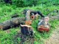 अंजनगाव-बैतुल मार्गावर हिरव्या झाडांची कत्तल - Marathi News | Slaughter of green trees on the Anjangaon-Betul road | Latest amravati News at Lokmat.com