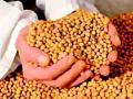 आंतरराष्ट्रीय सट्ट्याचा सोयाबीनला फटका - Marathi News | International Soybean Soya Shot | Latest amravati News at Lokmat.com
