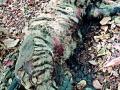 मेळघाटात आढळला वाघाचा मृतदेह - Marathi News | Wagha's body found in Melghat | Latest amravati News at Lokmat.com