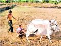 शेतकरी बोनसच्या प्रतीक्षेत - Marathi News | Awaiting farmer bonus | Latest bhandara News at Lokmat.com