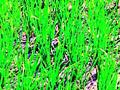 हजारो हेक्टरवरील धान पीक करपले - Marathi News | Paddy is harvested on thousands of hectares | Latest bhandara News at Lokmat.com