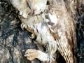 ‘कॉलर्ड स्कोप्स ओऊल’ आढळला - Marathi News | 'Colored scops owl' was found | Latest bhandara News at Lokmat.com