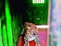 औरंगपूर येथे बिबट्या जेरबंद - Marathi News | Leopard Jeriband at Aurangpur | Latest nashik News at Lokmat.com