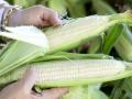 नाशिक जिल्ह्यात मक्याचे पीक धोक्यात ! - Marathi News | Maize crop in danger in the district! | Latest nashik News at Lokmat.com