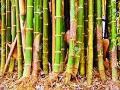 शेतकऱ्यांच्या प्रगतीसाठी ‘अटल बांबू समृद्धी’ योजना - Marathi News | 'Atal Bambu Samriddhi' scheme for the farmers' progress | Latest chandrapur News at Lokmat.com