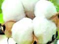 २० हजारांवर शेतकऱ्यांना कापूस विक्रीची चिंता - Marathi News | Concerns over sale of cotton to over 20,000 farmers | Latest chandrapur News at Lokmat.com