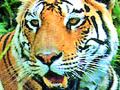 तळोधी वनपरिक्षेत्रात वाघाचे पुन्हा दर्शन - Marathi News | The tiger again appeared in the Talodhi Forest Territory | Latest chandrapur News at Lokmat.com