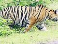 अखेर ‘त्या’ वाघाने जंगलाच्या दिशेने केले पलायन - Marathi News | After all, that 'ti' tigers flee to the forest | Latest chandrapur News at Lokmat.com