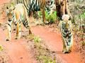 ताडोबा व्याघ्र प्रकल्प मे महिन्यापर्यंत फुल्ल - Marathi News | Tadoba Tiger Reserve Completed till May month | Latest chandrapur News at Lokmat.com