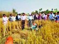 तीन तालुक्यांत पीक कापणी प्रयोग का? - Marathi News | In three talukas crop harvesting experiment? | Latest nashik News at Lokmat.com