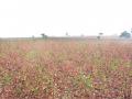 बारुल्यात हिवाळ्यातच उलंगवाडी; पिण्याचे पाणी नाही, पीक नाही  - Marathi News | scarity in rural areal; There is no drinking water, no crop | Latest akola News at Lokmat.com