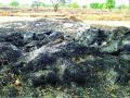 शेतातील आगीमुळे गुरांच्या वैरणाची होताहे राखरांगोळी - Marathi News | The reason for the fury of the cattle was due to firefight | Latest gadchiroli News at Lokmat.com