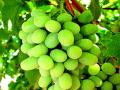 द्राक्ष निर्यातीत कमालीची घट - Marathi News | Extreme decline in grape exports | Latest nashik News at Lokmat.com