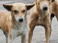 कुत्र्यांचा मृत्यू; चौघे पोलिसांच्या ताब्यात - Marathi News | Death of dogs; All four were in police custody | Latest jalana News at Lokmat.com