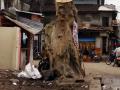 वृक्षतोड परवाणगीचे अवघे १८ अर्ज - Marathi News | Only 18 applications for tree felling permission | Latest nandurbar News at Lokmat.com