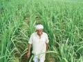 शेती कायद्याच्या राजकीय गोंधळात शेतकरी लांबच - Marathi News | Farmers are far from the political mess of agricultural laws | Latest nandurbar News at Lokmat.com