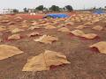 ढगाळ वातावरणामुळे कापूस खरेदी बंद - Marathi News | Cotton buying stopped due to cloudy weather | Latest nandurbar News at Lokmat.com