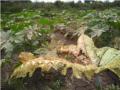 एरंडी पिकावर अळ्यांचा प्रादुर्भाव - Marathi News | Infestation of larvae on castor crop | Latest nandurbar News at Lokmat.com
