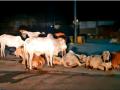 नवापुरात मोकाट गुरांनी केले शहरवासीयांना हैराण - Marathi News | In Navapur, Mokat cattle harassed the city dwellers | Latest nandurbar News at Lokmat.com