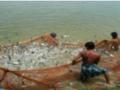नर्मदा काठावर 48 तरंगत्या पिंजऱ्यातून होतेय मासेमारी - Marathi News | Fishing takes place in 48 floating cages on the banks of Narmada | Latest nandurbar News at Lokmat.com