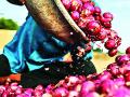 बियाणे महागल्याने शेतकऱ्यांपुढे कांदा लागवडीचे संकट - Marathi News | Crisis of onion cultivation facing farmers due to high price of seeds | Latest nashik News at Lokmat.com