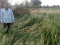 वाऱ्यामुळे गव्हाचे नुकसान - Marathi News |  Wheat loss due to wind | Latest nashik News at Lokmat.com