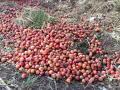 डाळिंब, द्राक्षबागा भुईसपाट - Marathi News | Pomegranate, vineyard flat | Latest nashik News at Lokmat.com