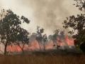 गोरेवाडा जंगलातील आगीत १०० हेक्टर क्षेत्र जळाले - Marathi News | A fire in the Gorevada forest burns 100 hectare area | Latest nagpur News at Lokmat.com