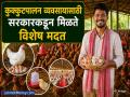 कुक्कुटपालन व्यवसाय सुरू करण्यासाठी किती खर्च येतो? १०० कोंबड्यांपासून किती नफा कमवू शकता? जाणून घ्या... - Marathi News | Poultry Farm Business: How much does it cost to start a poultry farming business? | Latest business Photos at Lokmat.com