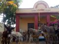 परभणी : २६ गाढवं कोंडवाड्यात;मालक फरार - Marathi News | Parbhani: 26 in the donkey's compound, the owner escapes | Latest parabhani News at Lokmat.com