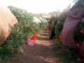 परभणी : कापडी आच्छादनाने डाळिंब बागांचे संरक्षण - Marathi News | Parbhani: Protection of pomegranate gardens with cloth cover | Latest parabhani News at Lokmat.com
