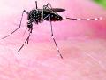 दहा महिन्यात १५७ रुग्णांना डेंग्यूचा डंख - Marathi News | Dengue scarring of 157 patients in ten months | Latest vardha News at Lokmat.com