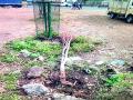 औद्योगिक वसाहतीत झाडांची कत्तल - Marathi News |  Slaughter of trees in industrial estates | Latest nashik News at Lokmat.com