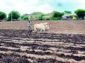 13 हजार हेक्टरवरील धूळ पेरणी धोक्यात - Marathi News | Dust sowing on 13 thousand hectares in danger | Latest yavatmal News at Lokmat.com