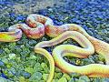 नागपंचमीला सापाला पूजले जाते, मग इतर दिवशी का मारले जाते? - Marathi News | The snake is worshiped on Nagpanchami, so why is it killed on other days? | Latest vardha News at Lokmat.com